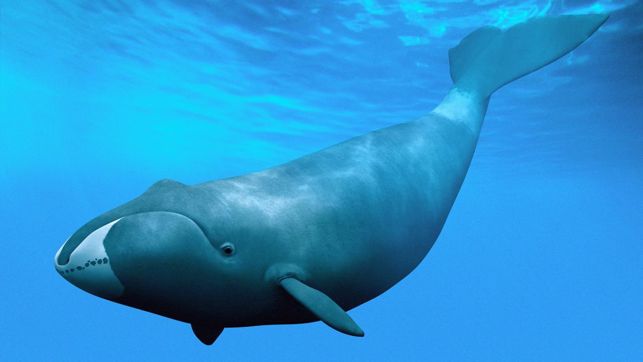 Baleine boreale 1 2