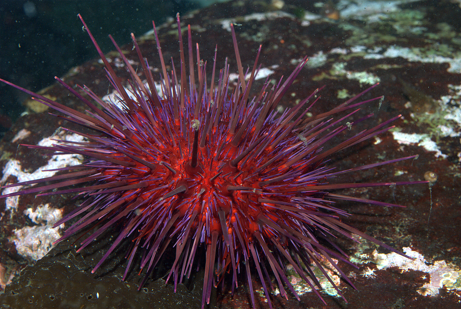 Strongylocentrotus franciscanus at telegraph cove
