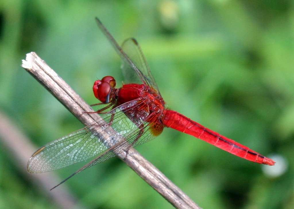 Very red dragonfly